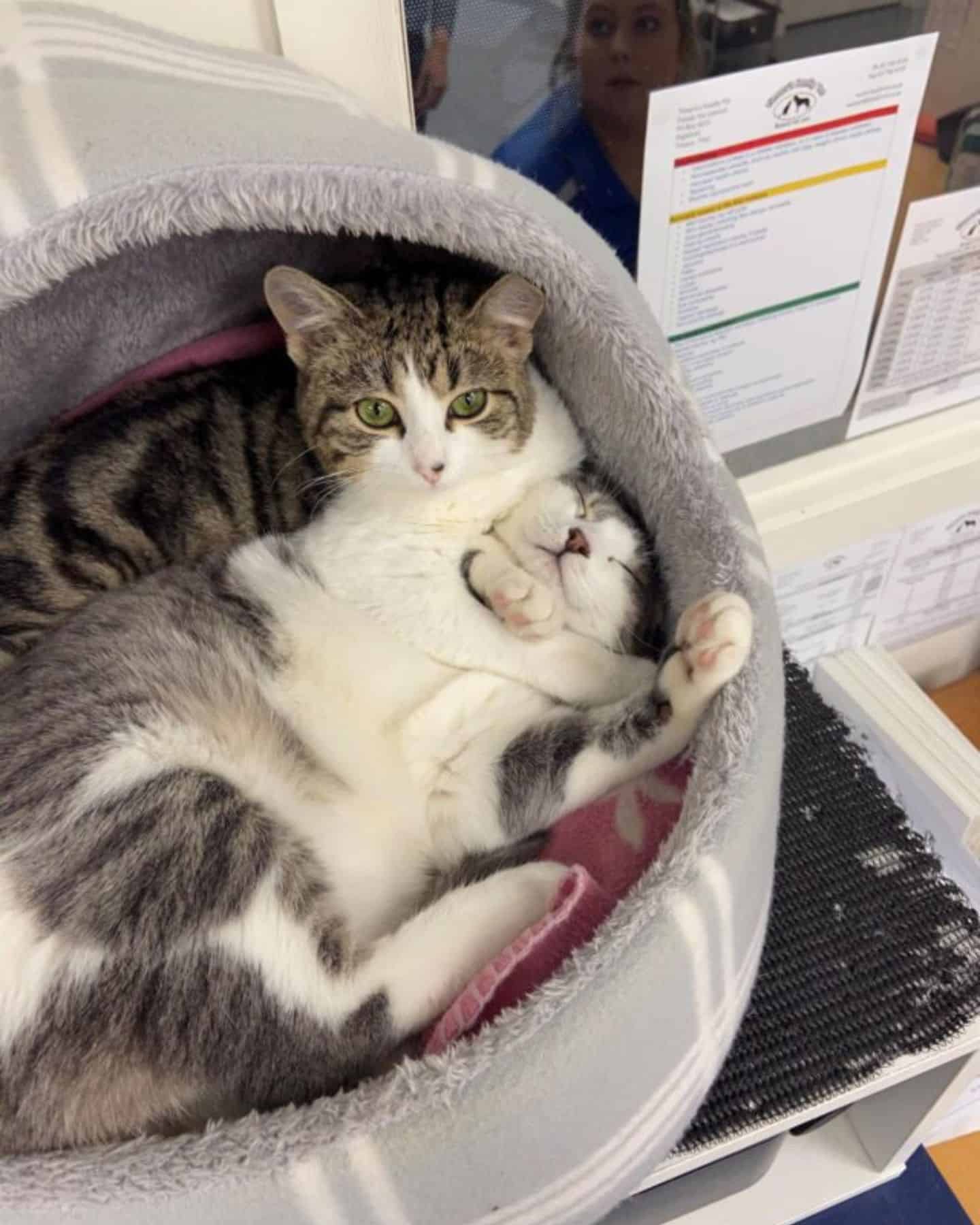 cat lying in cat bed