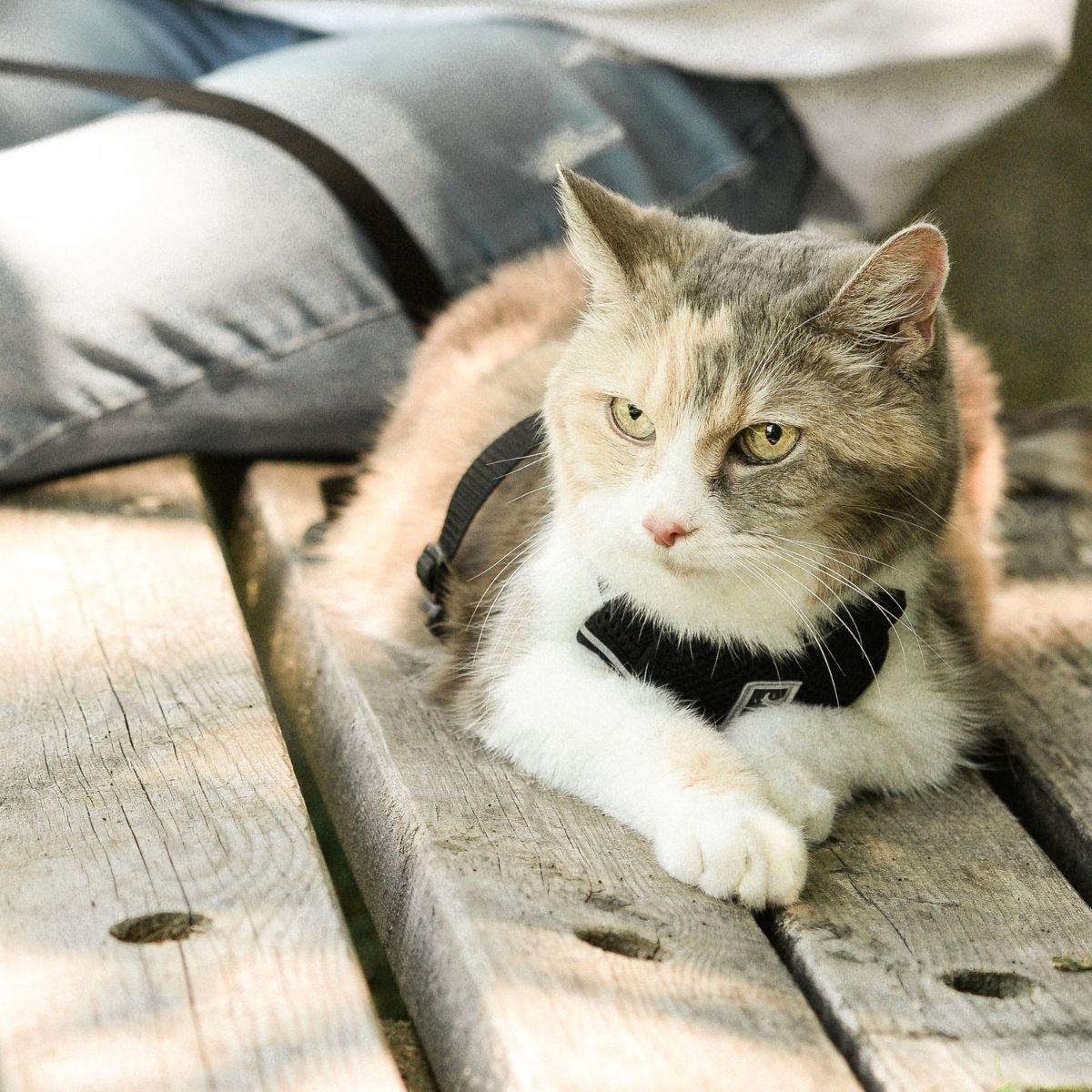 cat lying on a bench