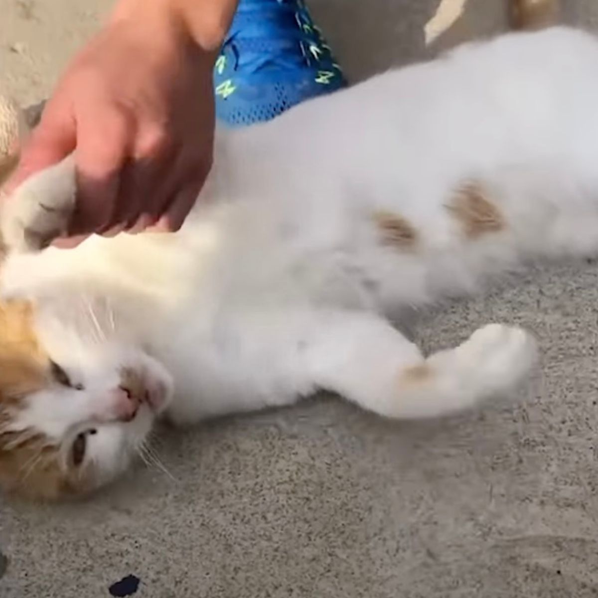 cat lying on its back