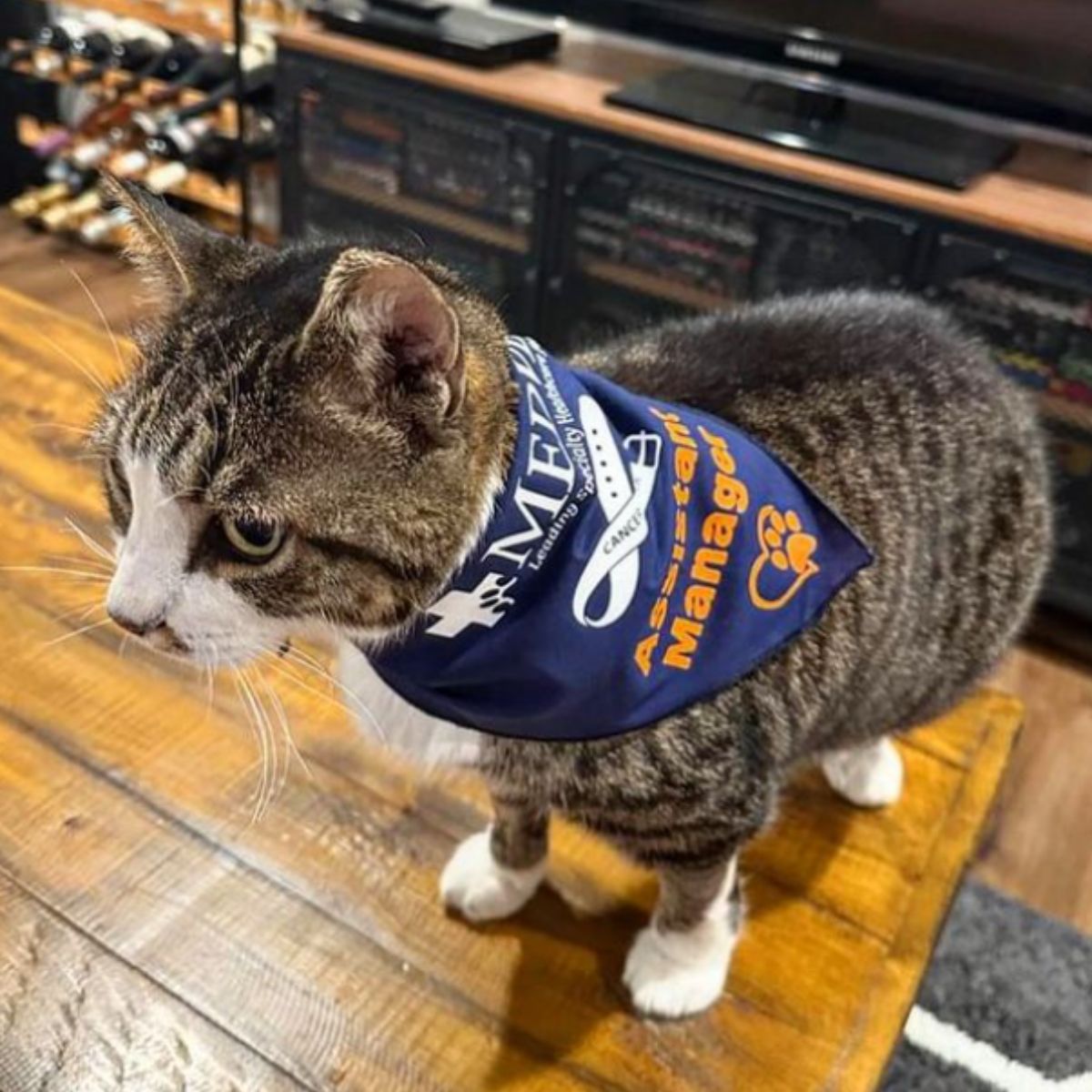 cat on the table with scarf