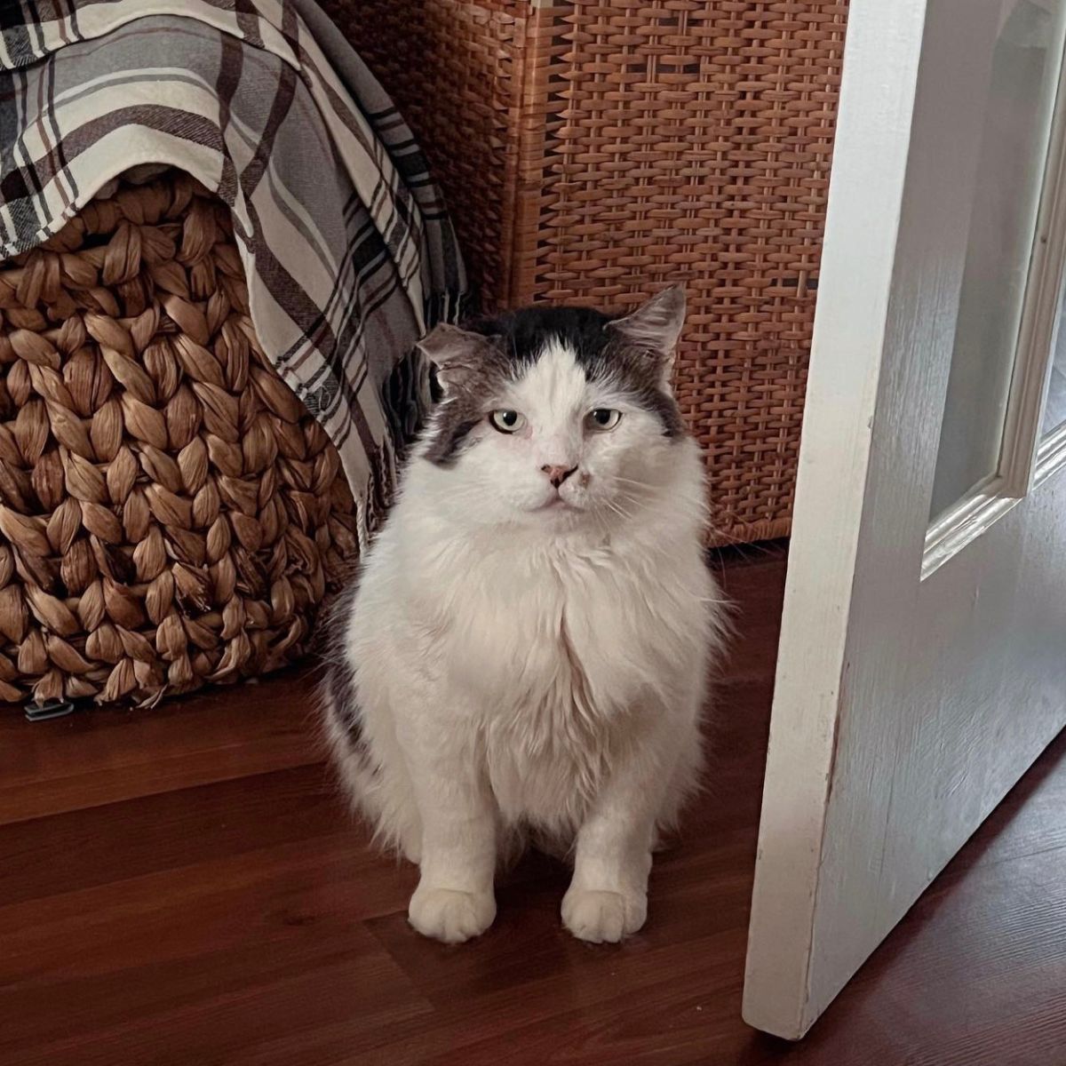 cat sitting by the door