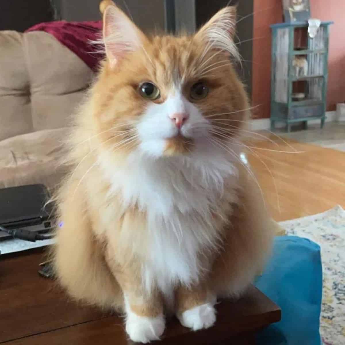 cat sitting on table