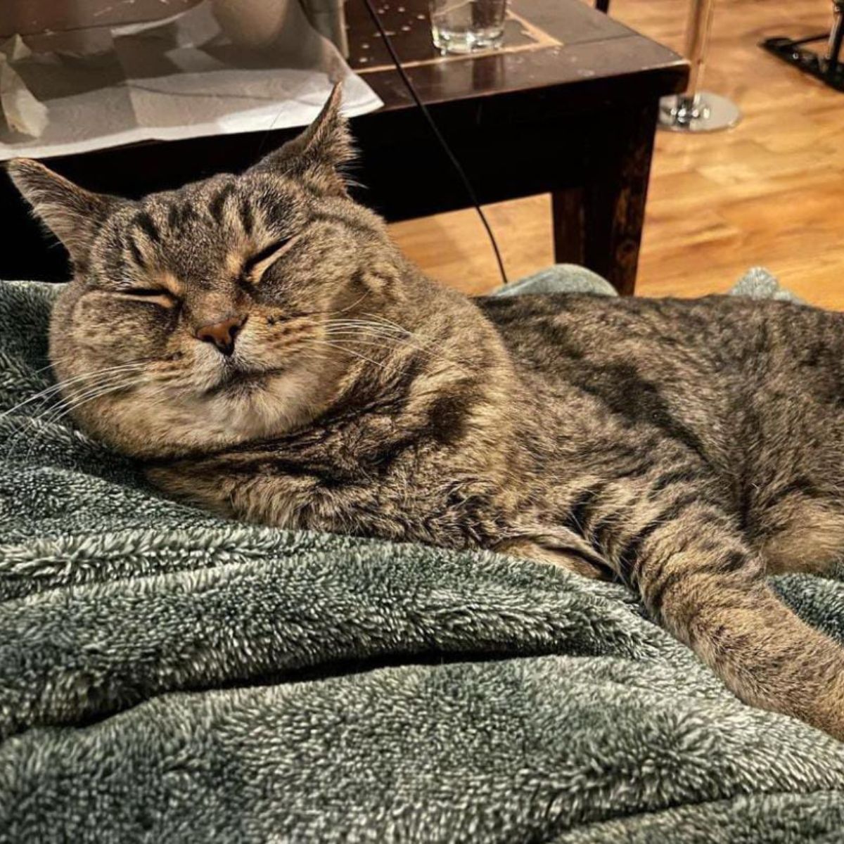 cat sleeping on fluffy blanket