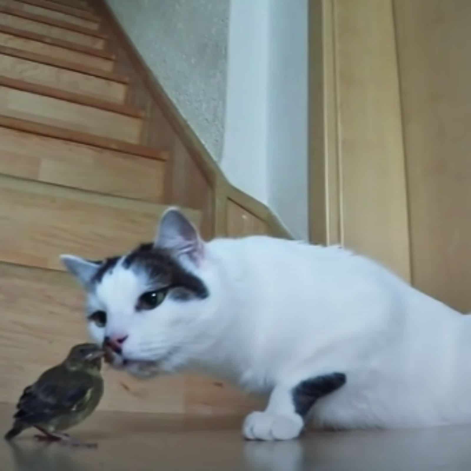 cat sniffing bird