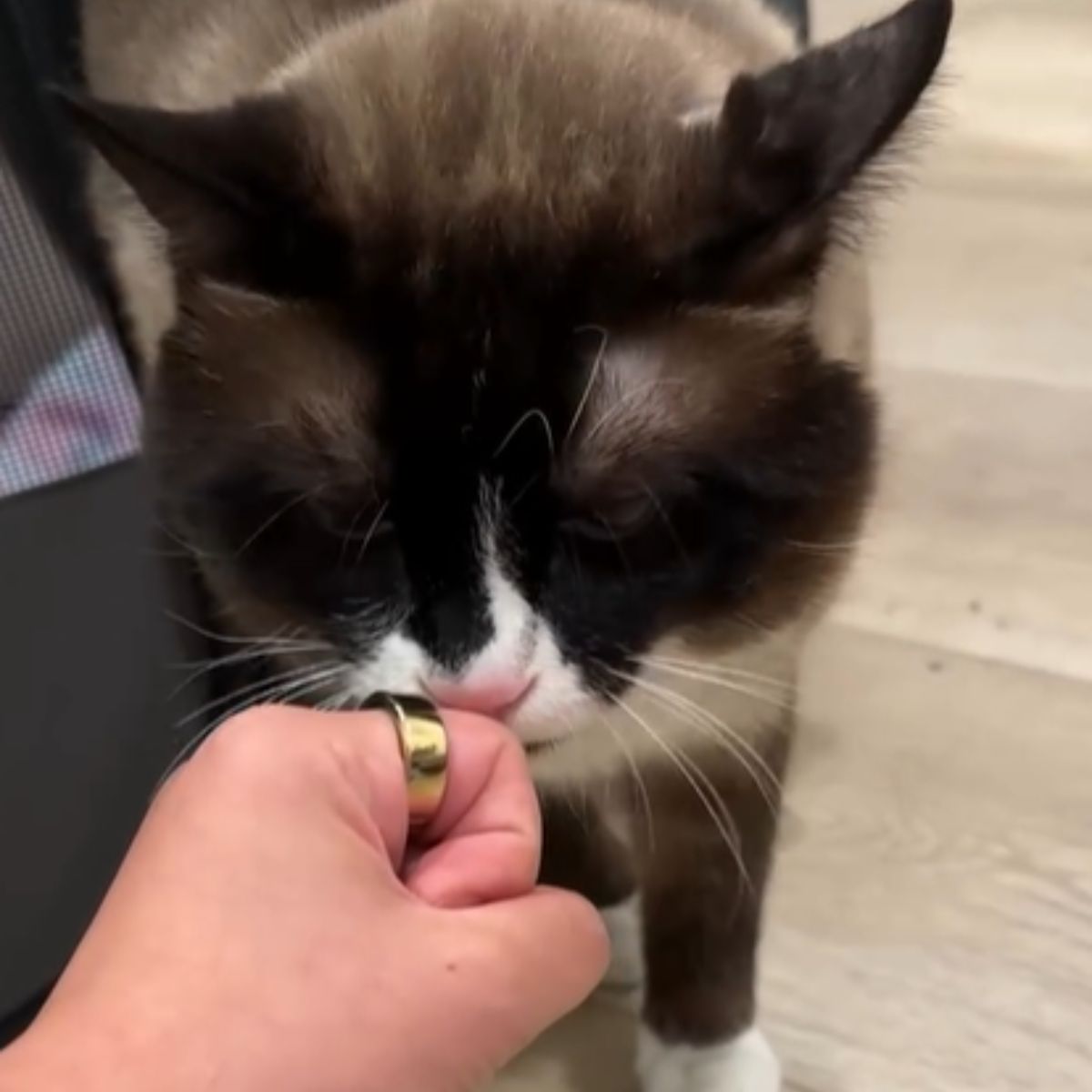 cat sniffing owners hand