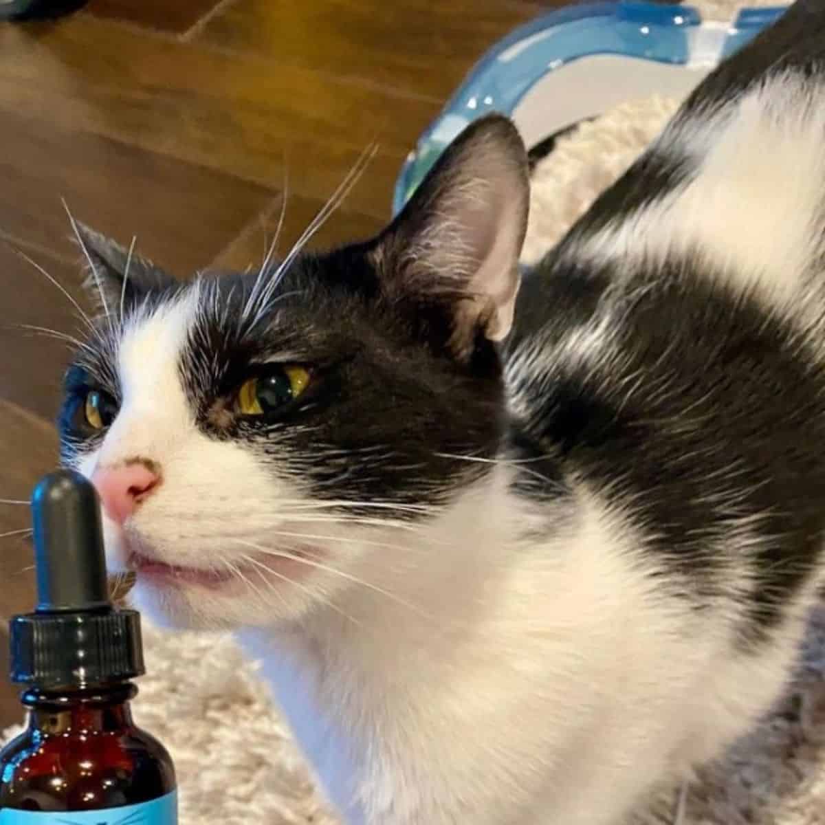 cat sniffing the bottle