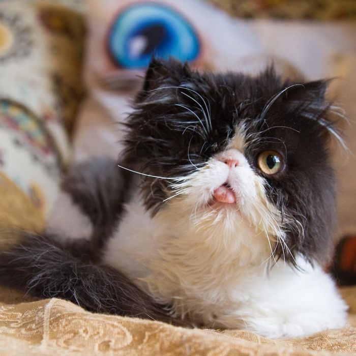 Meet Spaghettio, A Pirate Cat Who Lost Her Eye But Not Her Confidence