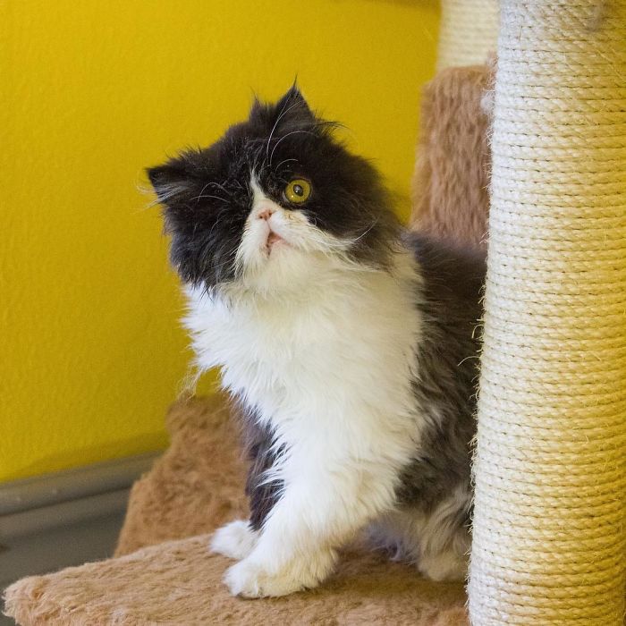 Meet Spaghettio, A Pirate Cat Who Lost Her Eye But Not Her Confidence