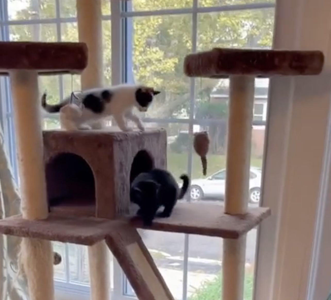 cat tree