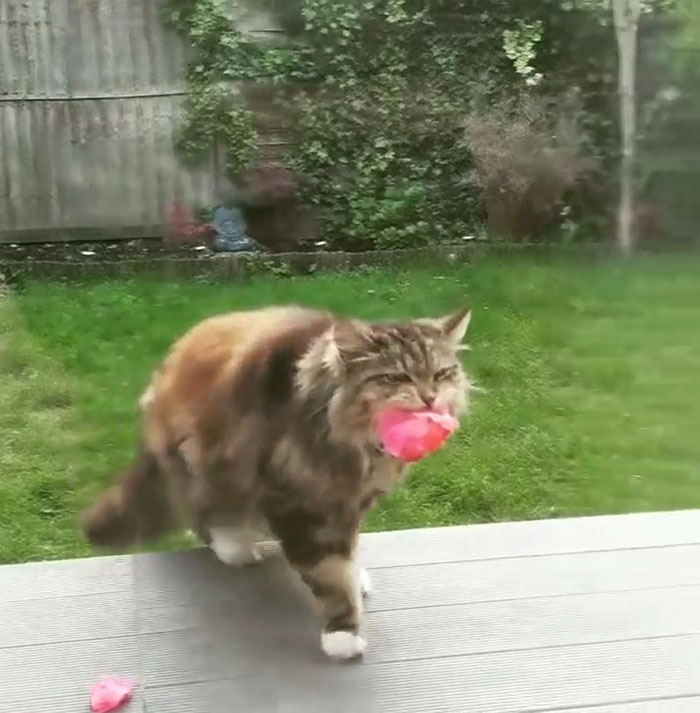 Woman Finally Films The Mysterious 'Lover' That Has Been Bringing Her Flowers, And It's Not What She Expected