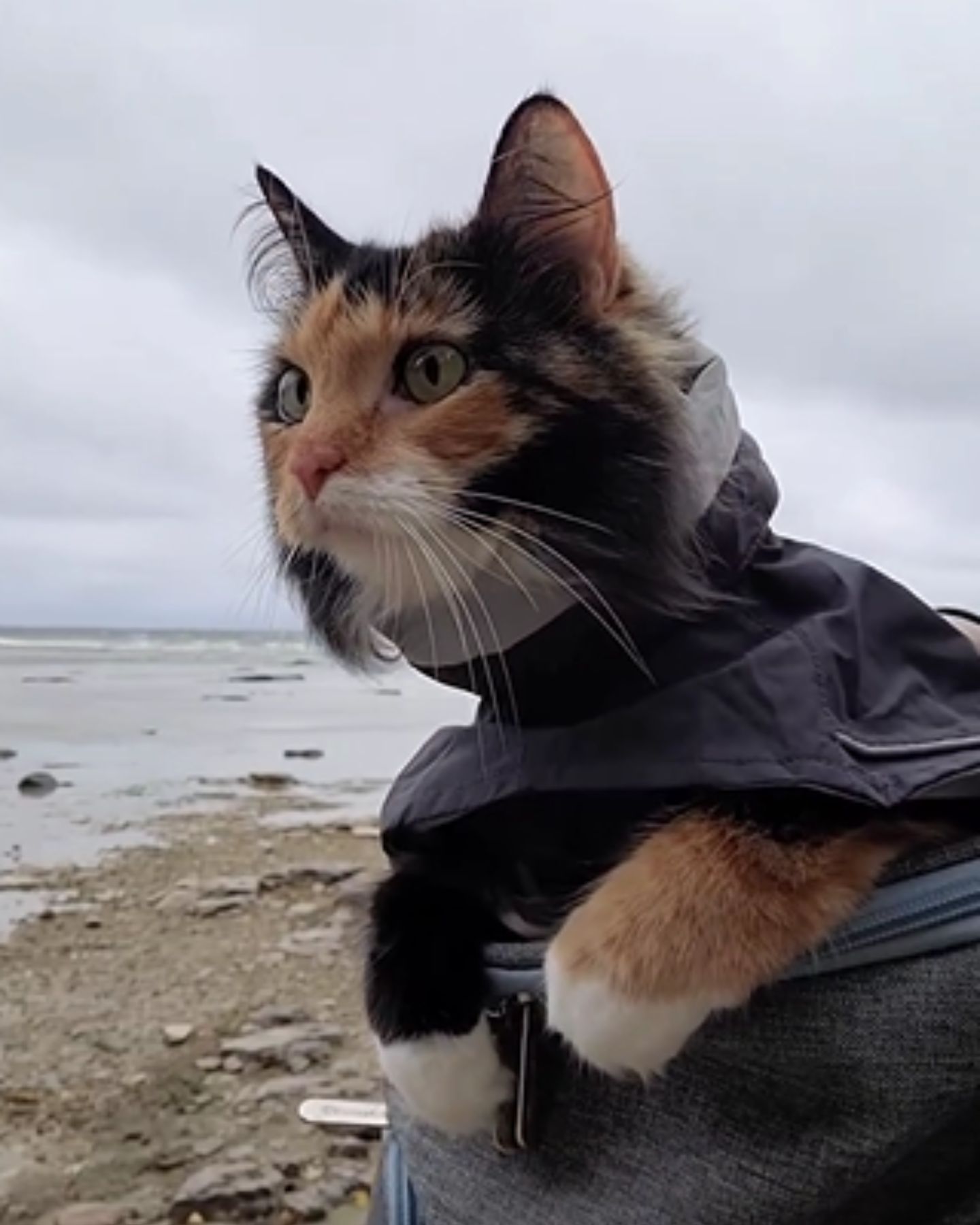 cat with dark blue clothes on