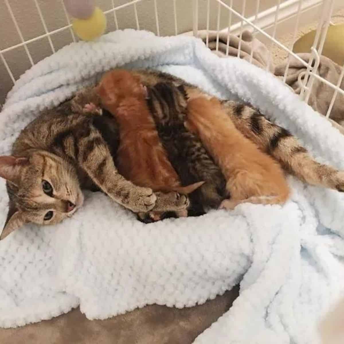 cat with kittens