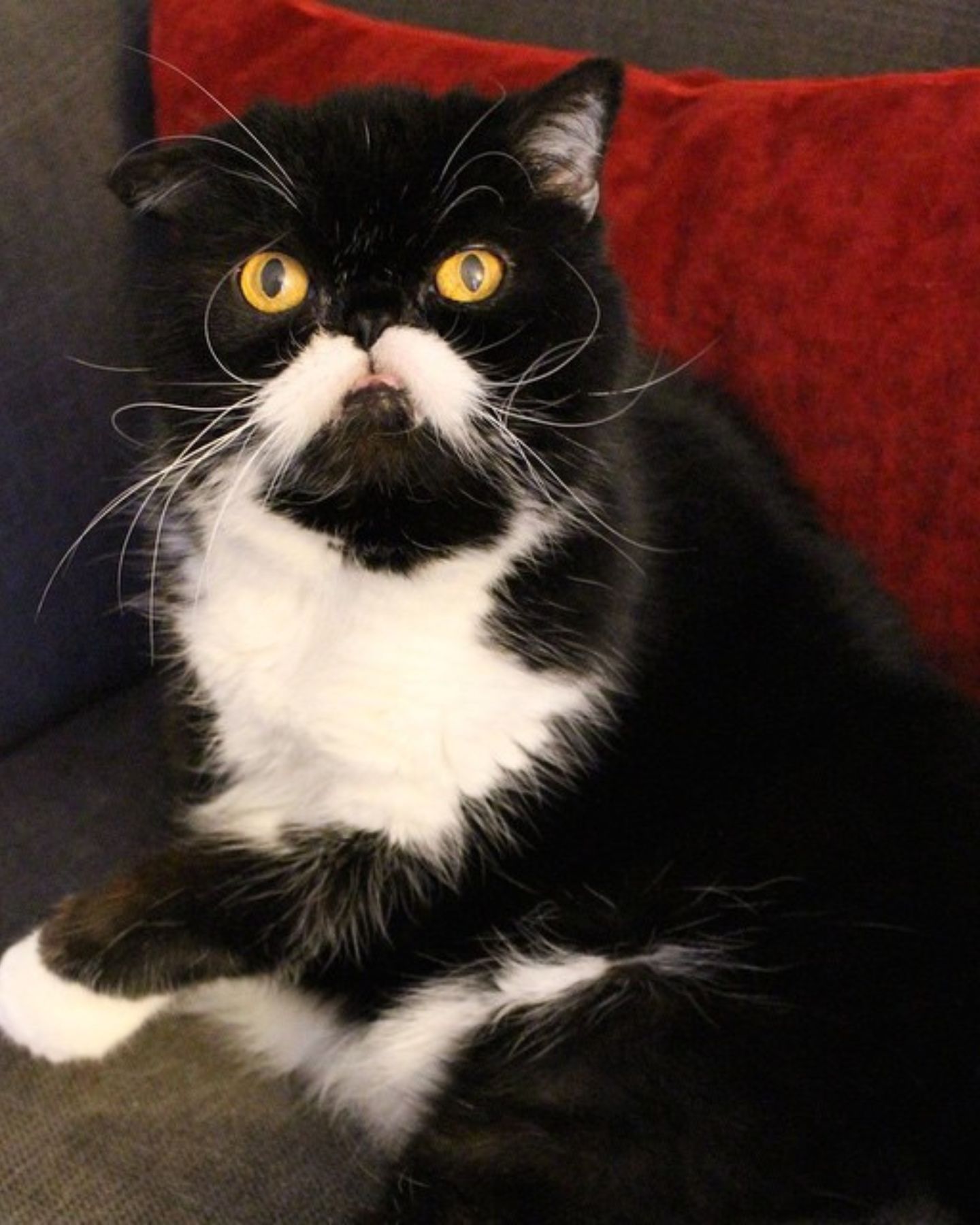 cat with moustache