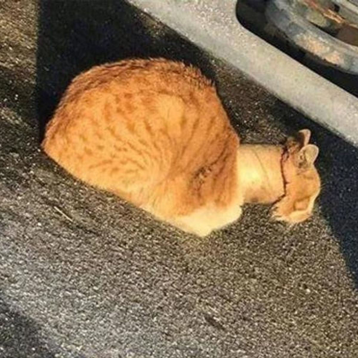 cat with tape rolls on neck