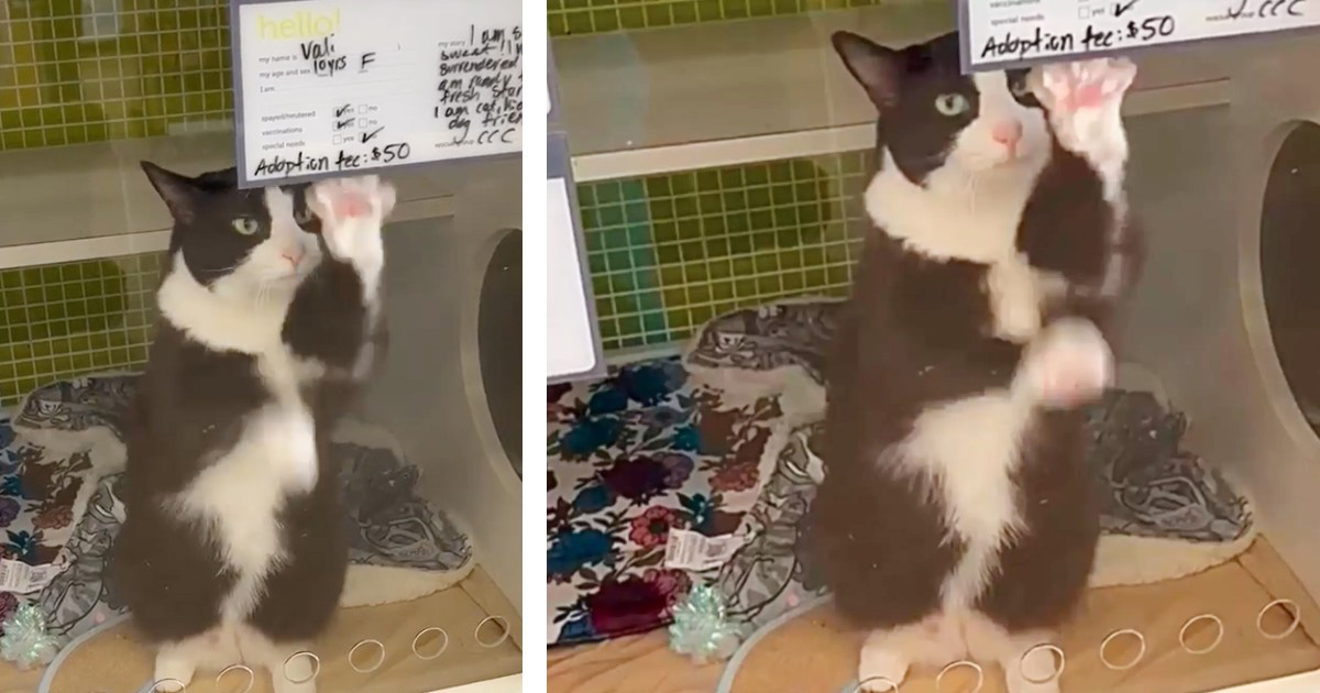 Lonely shelter cat spends months waving at everyone walking by