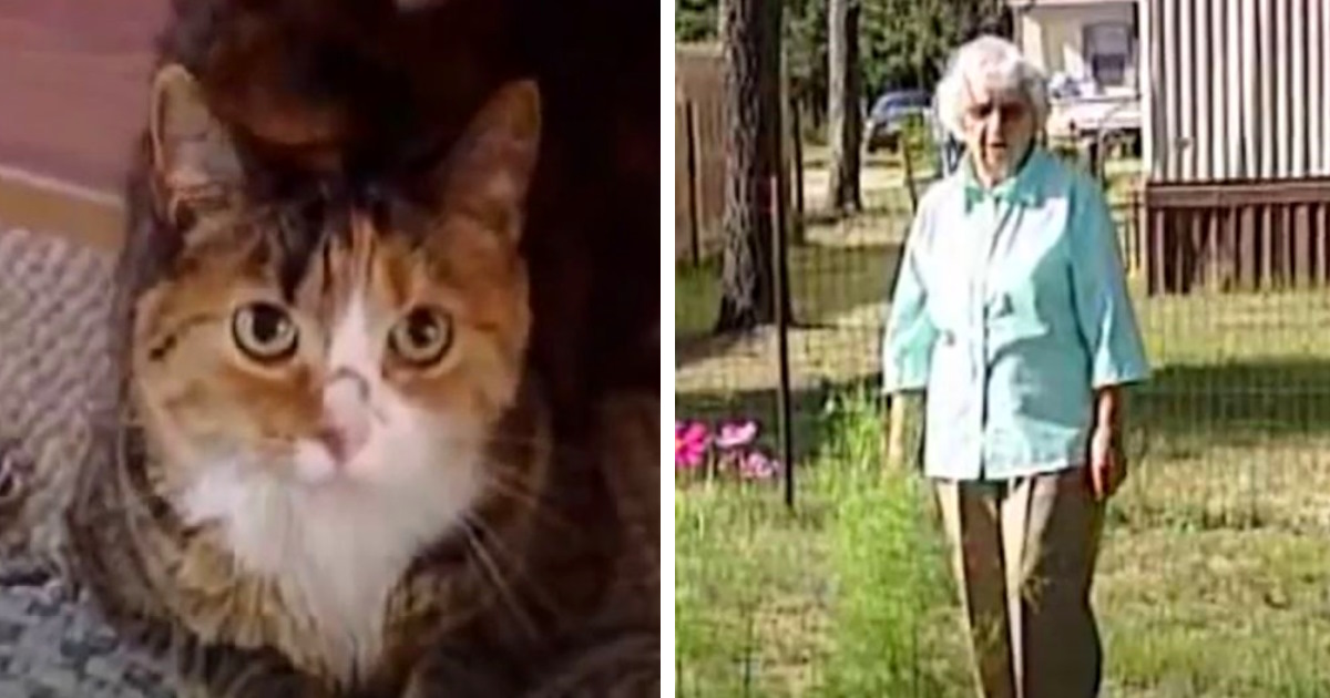 Cat sees 4 aggressive dogs circling elderly owner and leaps into action