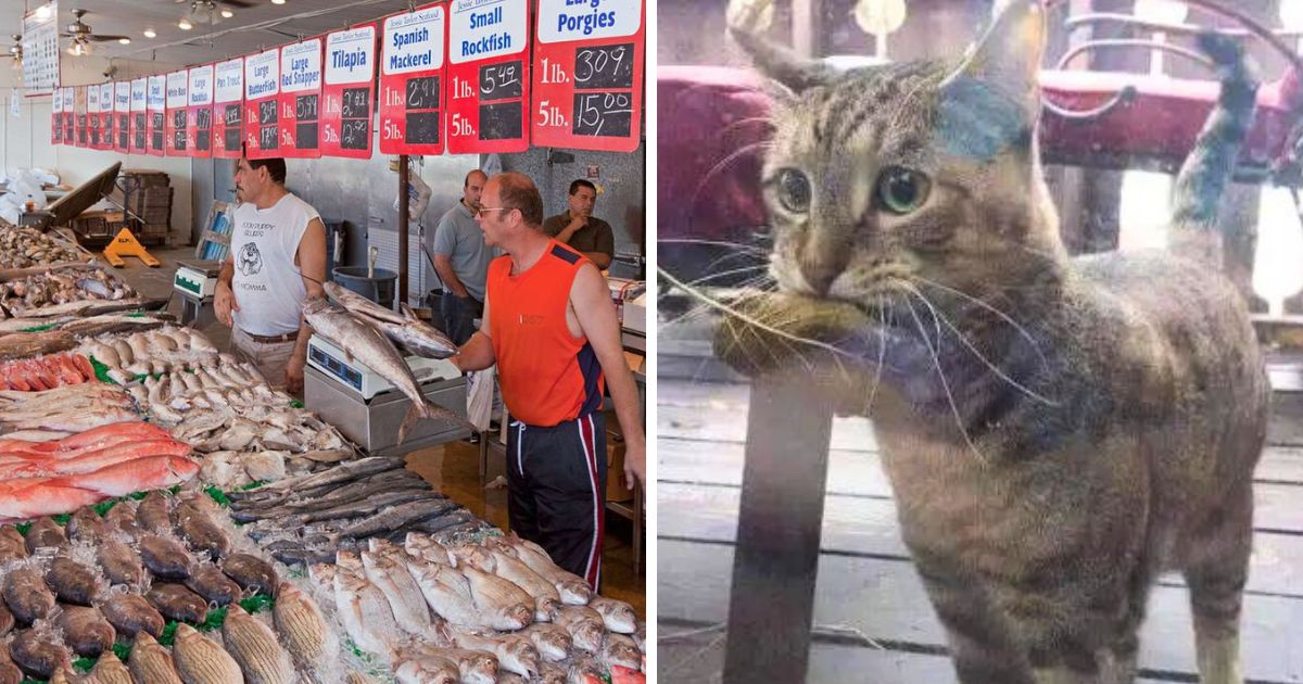 Hungry cat shows up at fish shop with leaf in his mouth to use as money