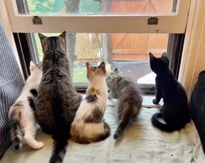 cats at window