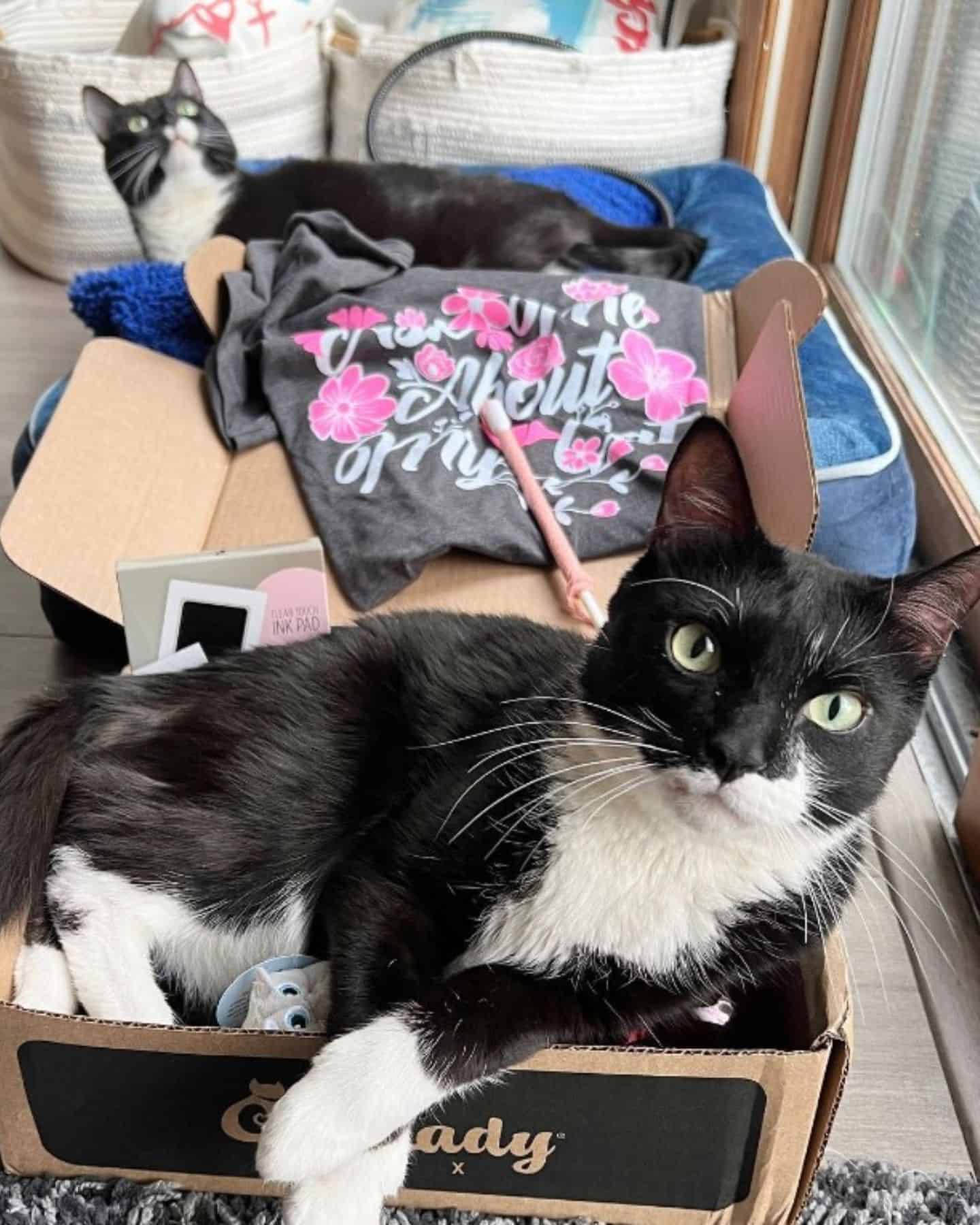 cats laying in the boxes