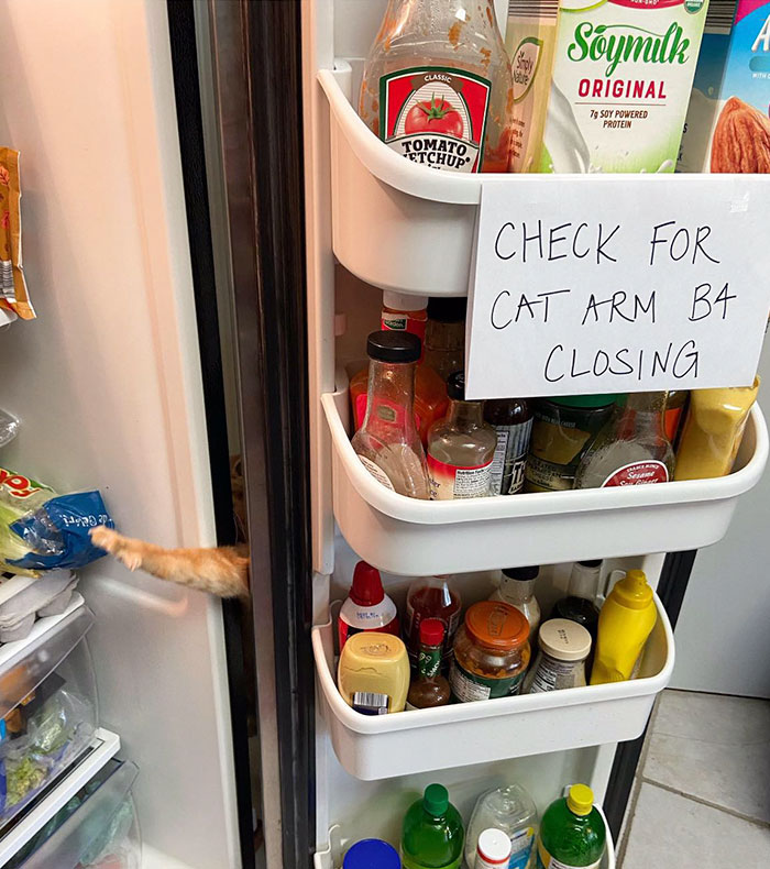 Meet Carrot, The Cat That's Gone Viral For Giving His Owners Anxiety