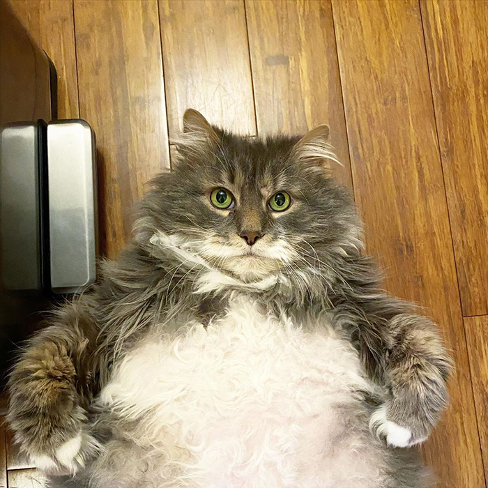 28-Pound Cat Brought To Shelter Starts Weight Loss Journey After Losing His Home