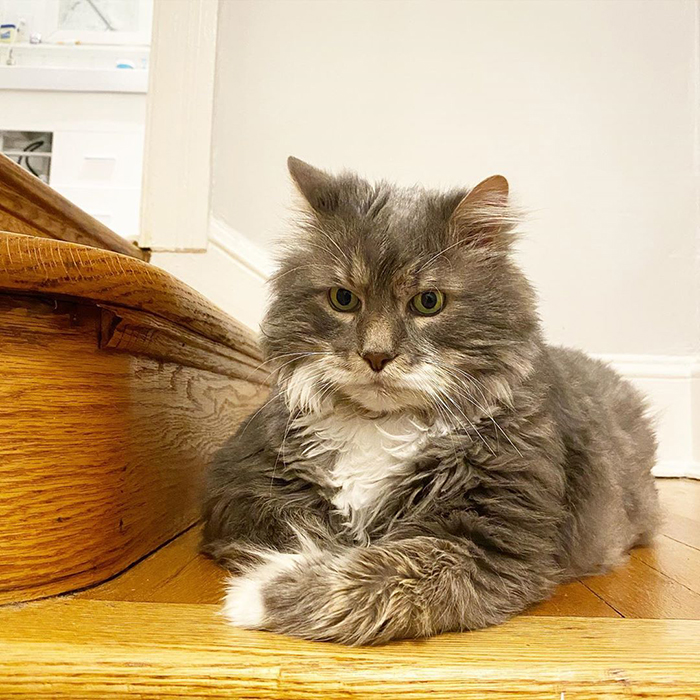 28-Pound Cat Brought To Shelter Starts Weight Loss Journey After Losing His Home