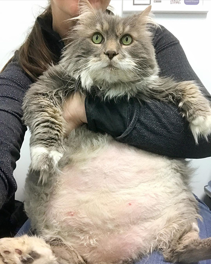 28-Pound Cat Brought To Shelter Starts Weight Loss Journey After Losing His Home