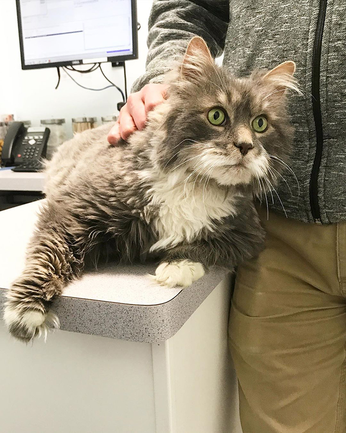 28-Pound Cat Brought To Shelter Starts Weight Loss Journey After Losing His Home