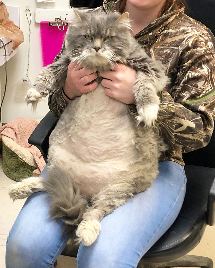 28-Pound Cat Brought To Shelter Starts Weight Loss Journey After Losing His Home