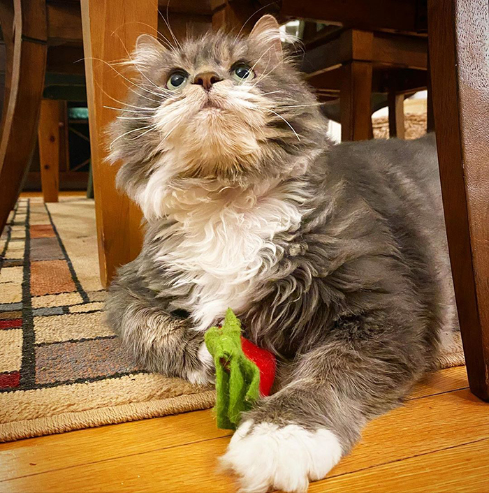 28-Pound Cat Brought To Shelter Starts Weight Loss Journey After Losing His Home