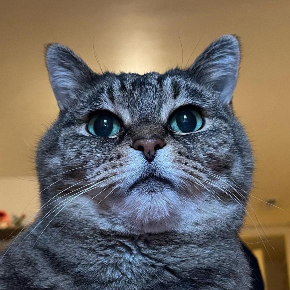 close-up photo of senior cat