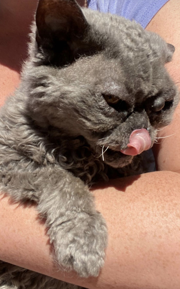 This Curly Haired 17-Year-Old Cat Looks Like He's Seen Some Stuff