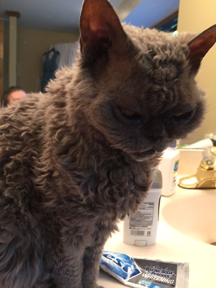 This Curly Haired 17-Year-Old Cat Looks Like He's Seen Some Stuff