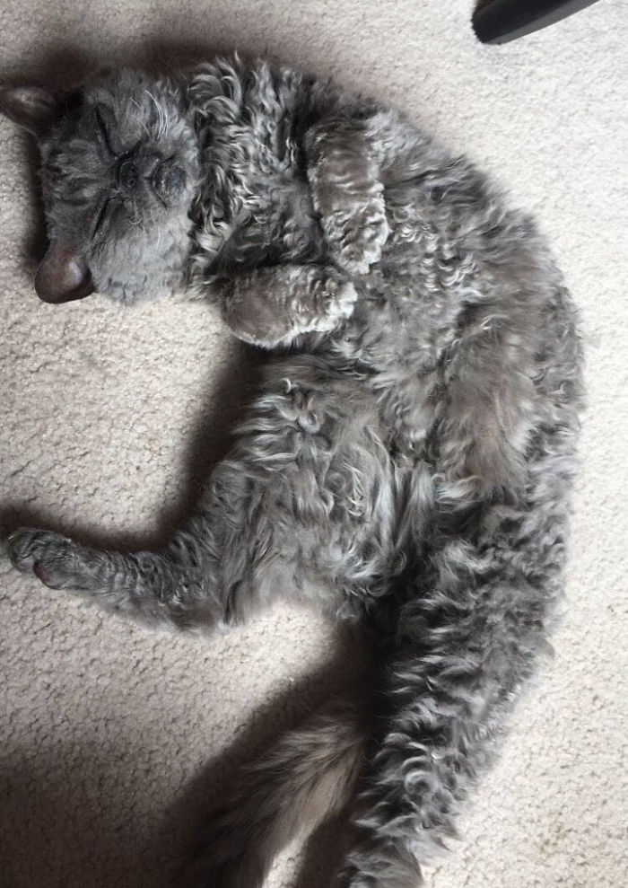 This Curly Haired 17-Year-Old Cat Looks Like He's Seen Some Stuff