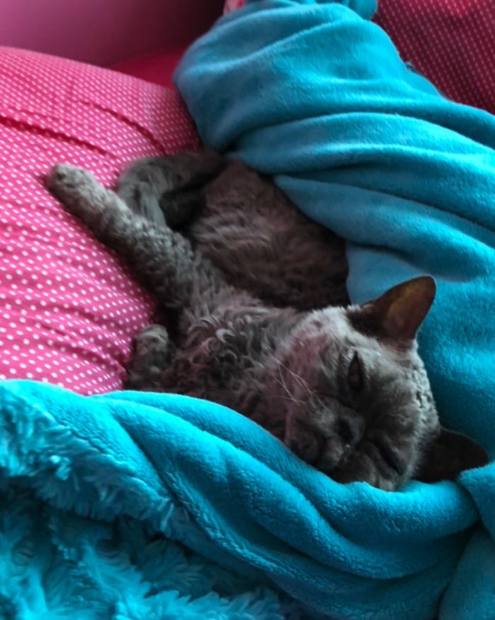 This Curly Haired 17-Year-Old Cat Looks Like He's Seen Some Stuff