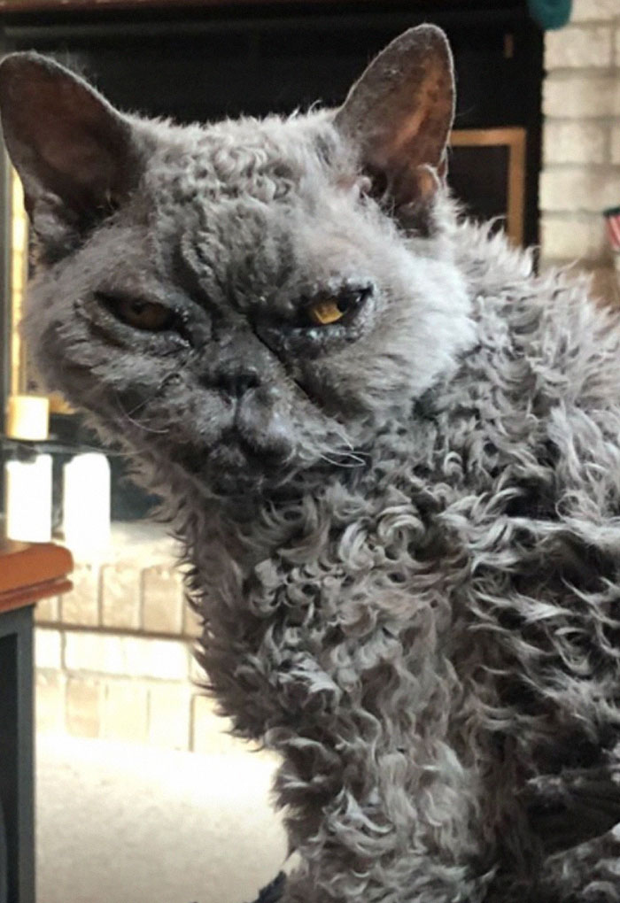 This Curly Haired 17-Year-Old Cat Looks Like He's Seen Some Stuff