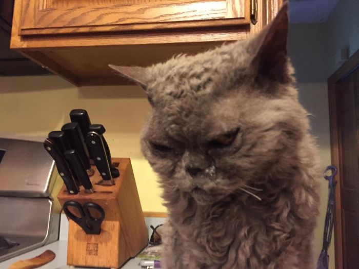 This Curly Haired 17-Year-Old Cat Looks Like He's Seen Some Stuff