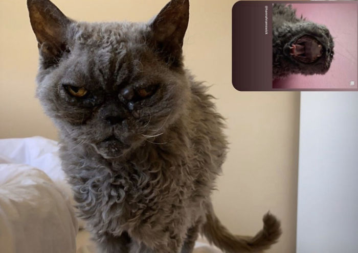 This Curly Haired 17-Year-Old Cat Looks Like He's Seen Some Stuff