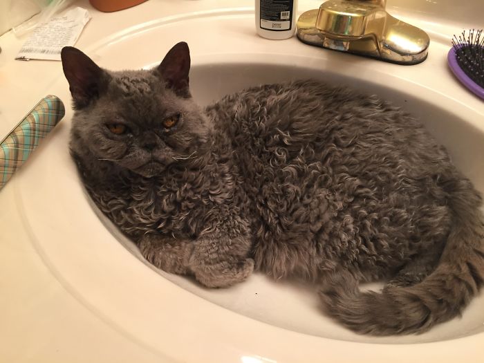 This Curly Haired 17-Year-Old Cat Looks Like He's Seen Some Stuff