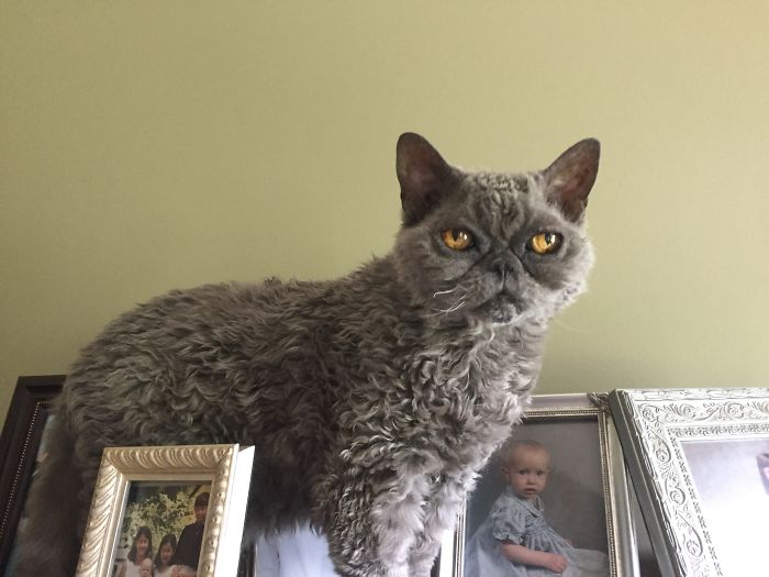 This Curly Haired 17-Year-Old Cat Looks Like He's Seen Some Stuff