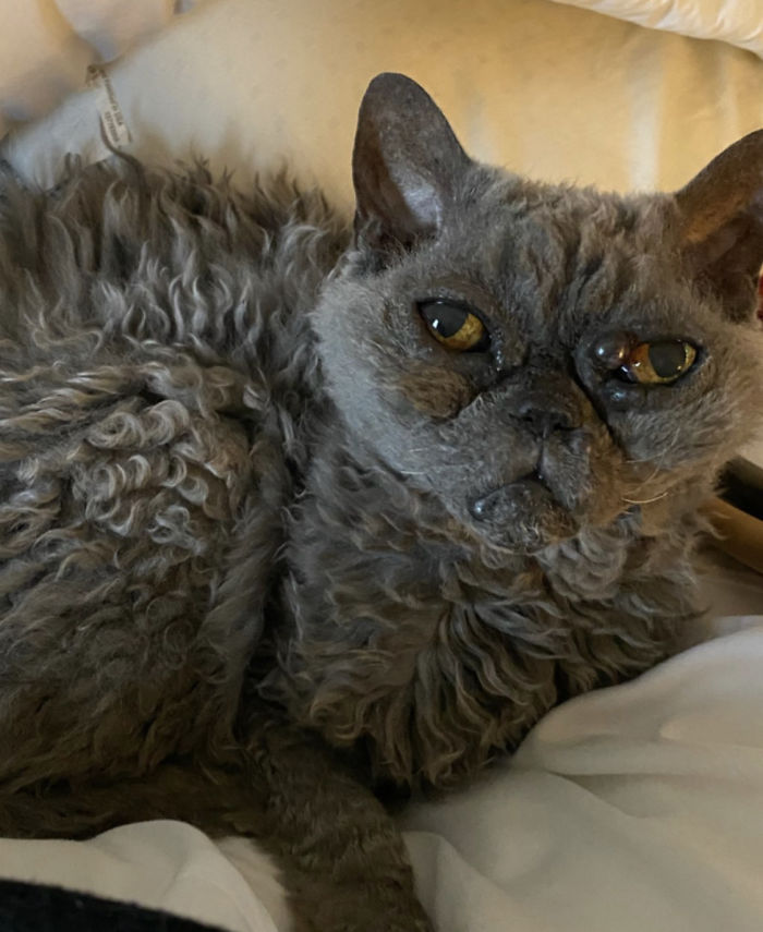 This Curly Haired 17-Year-Old Cat Looks Like He's Seen Some Stuff