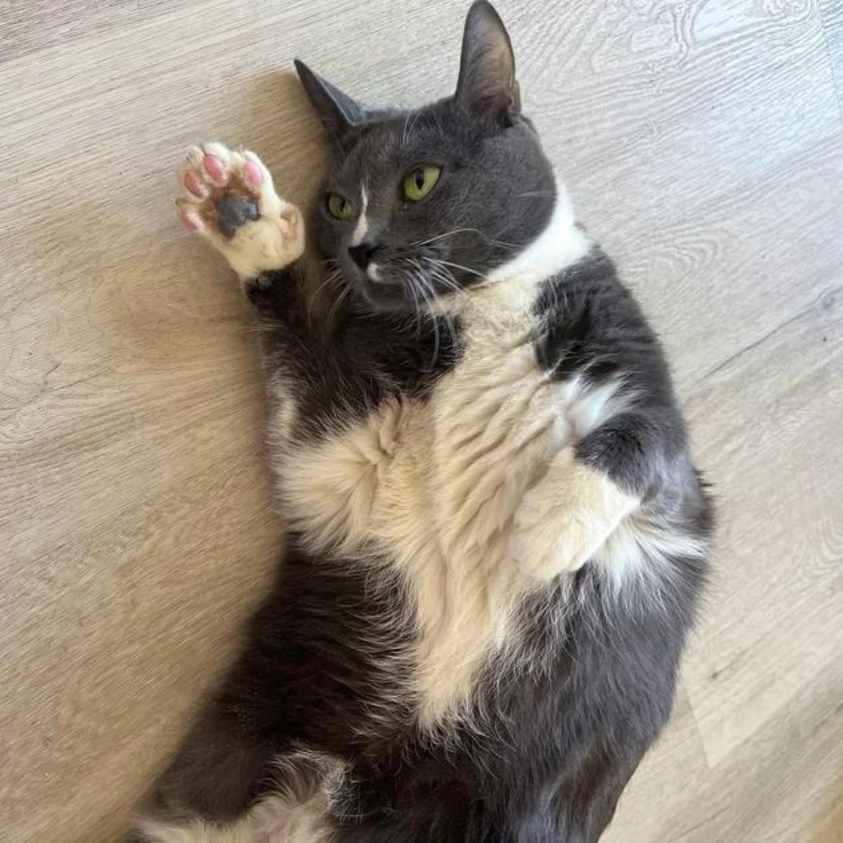 cute cat laying on the floor