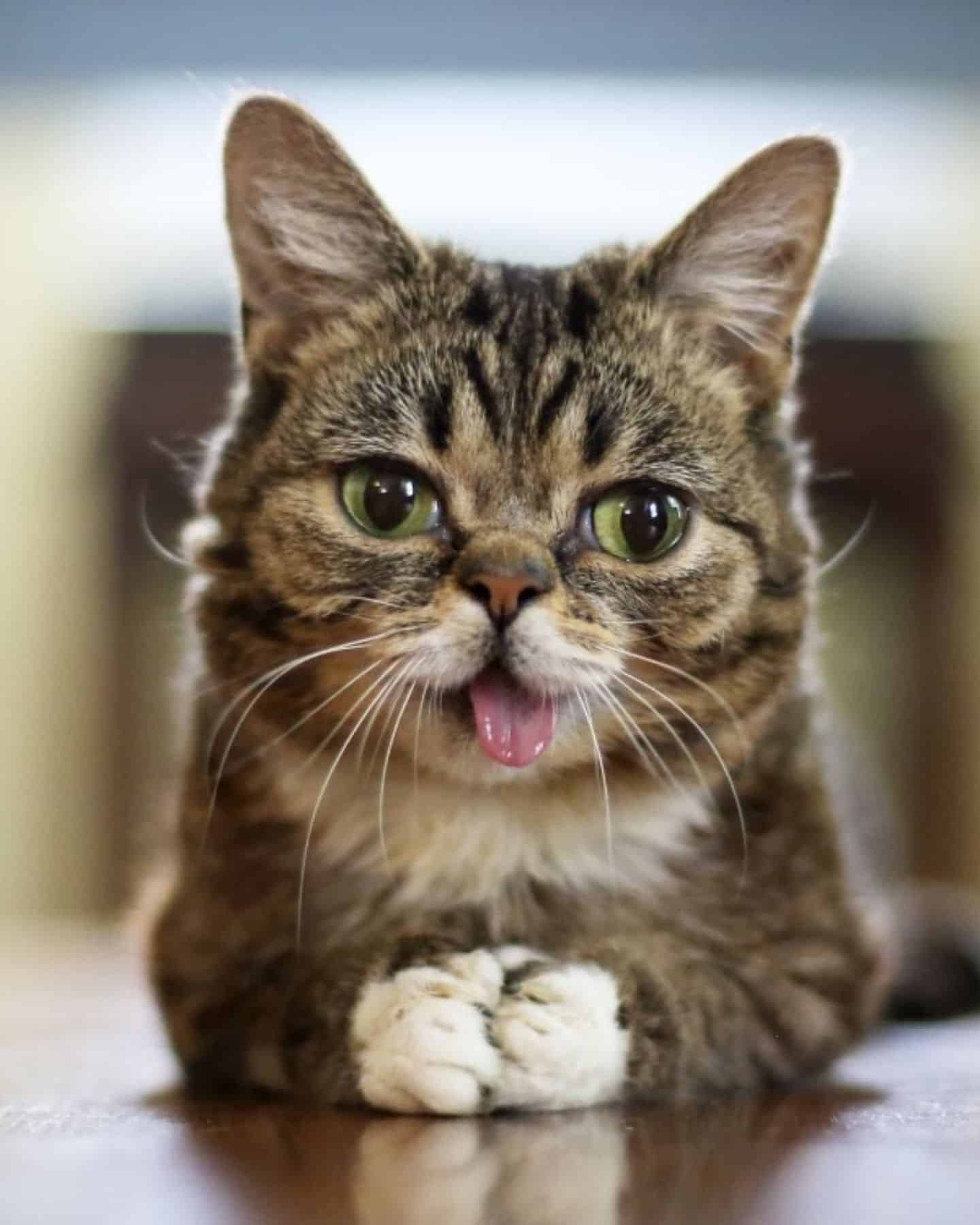 cute cat with folded paws