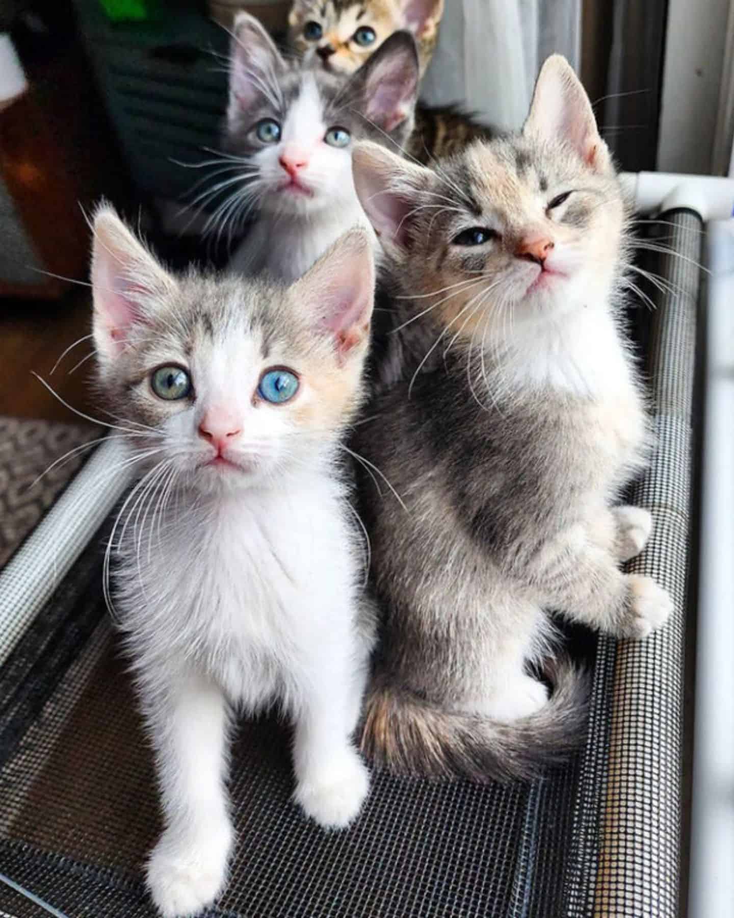 cute kittens