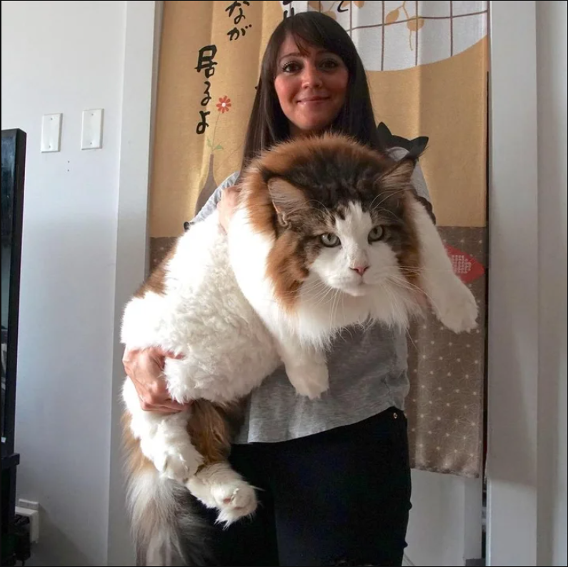 Feline Giant: A Cat Astonishes His Owners with His Impressive Size, Outmatching the Average Bobcat