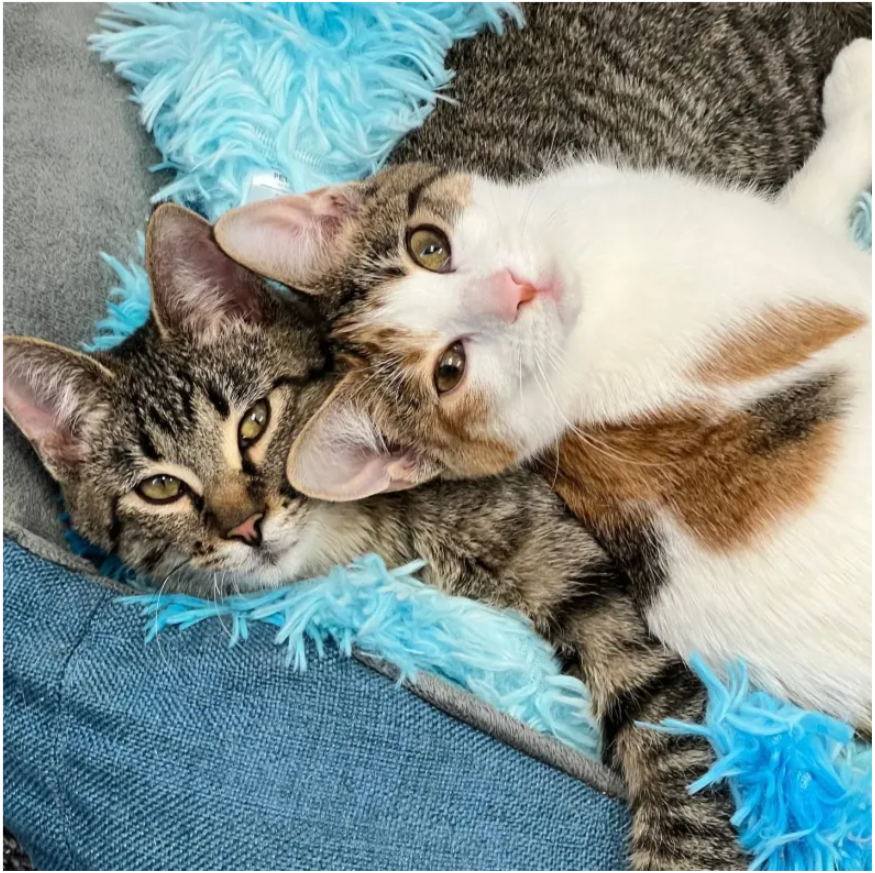 tpn-Balance in Friendship: Wobbly Kittens Find Strength in Their Unbreakable Bond