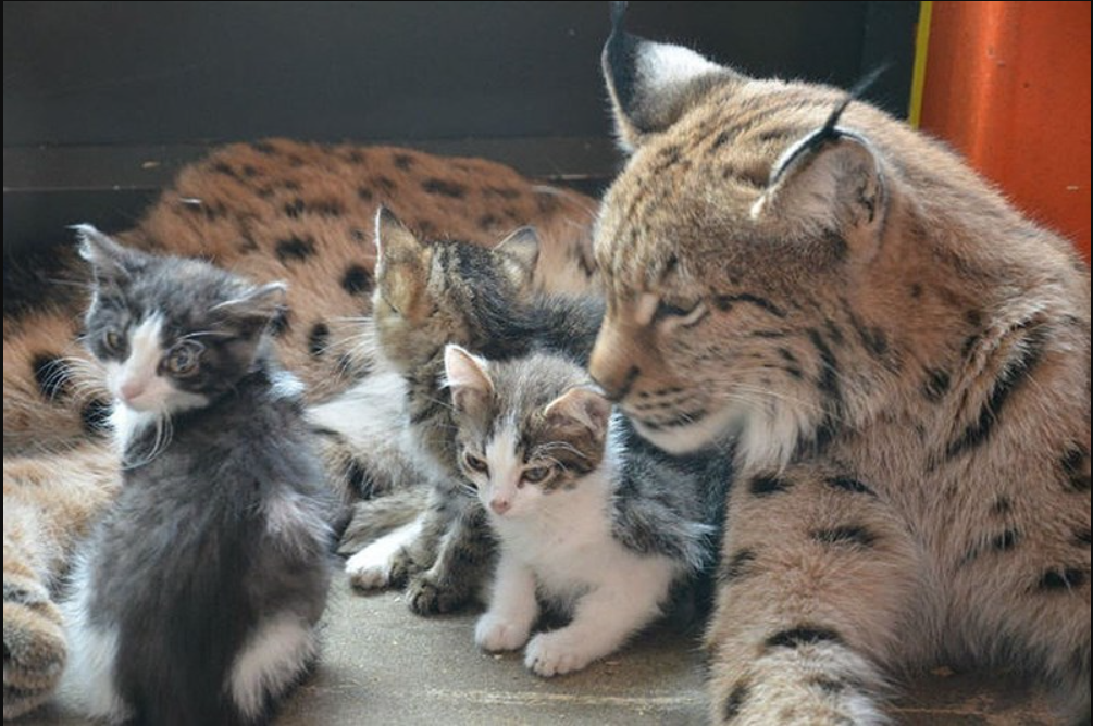 Feline Affection: Heartwarming Tale of Surrogate Parenting at Irkutsk Zoo