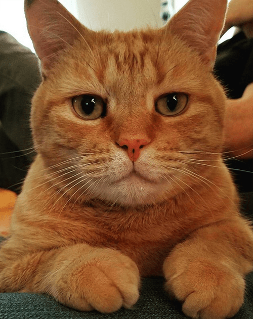 blind orange cat glaucoma