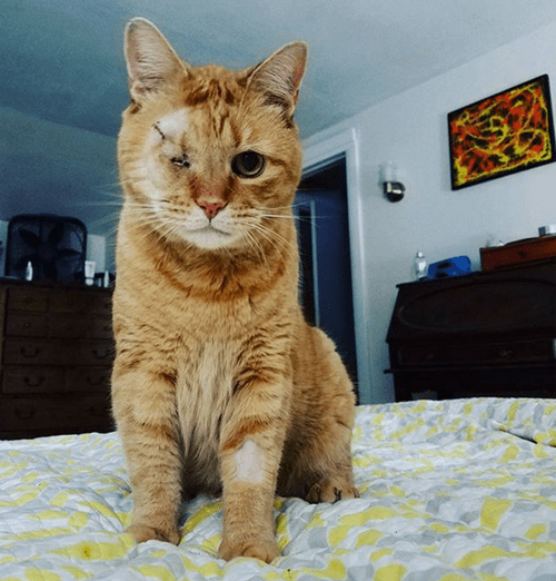 blind orange cat glaucoma