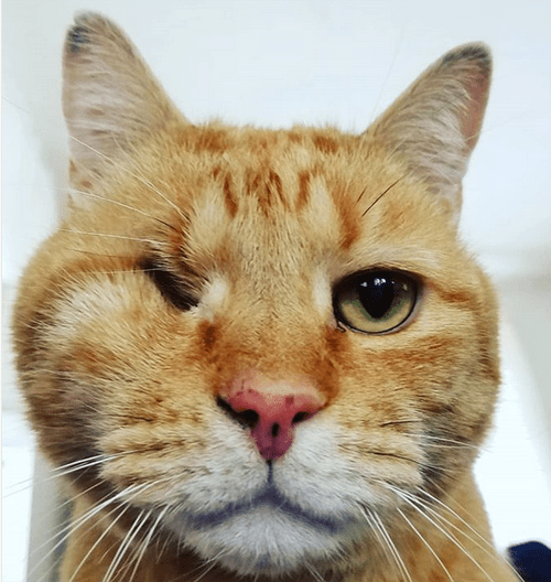 blind orange cat glaucoma